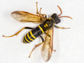 Tenthredo scrophulariae